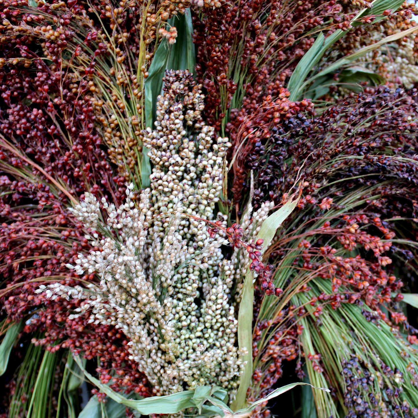 2 Broom Corn Bundles