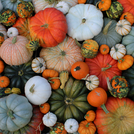 2 Specialty Pumpkins